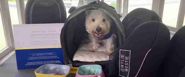 Umzug mit Haustieren: Praktische Tipps, um den Stress für euch und euren tierischen Begleiter gering zu halten Favourite toys
Royal Canin kibbles
Pedigree Dentastix for my teeth
Rosehip vital canine for my joints
Import permit, transshipment licence & EU passport
Kurgo G Train bag for hikes
Food & water bowls - Digital concept art for illustrative purpose, tags: umzug für - Monok